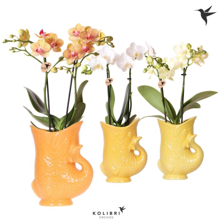 Kolibri Orchids Phalaenopsis mix 2 spike in Fish pot yellow mix, D 9