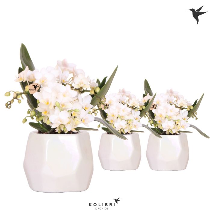 Kolibri Orchids Phalaenopsis Nazare 4 spike in Pearl pot travert, D 9