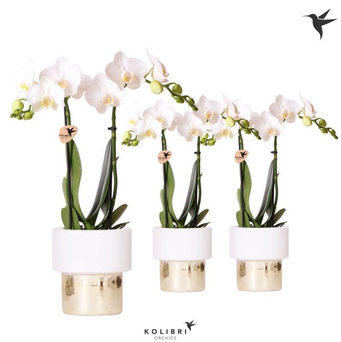 Kolibri Orchids Phalaenopsis white 2 spike in Lush pot, D 9
