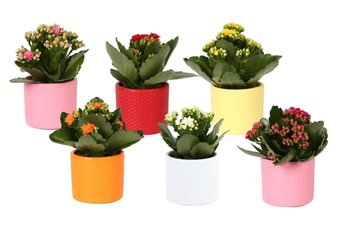 KP-753.1 - Kalanchoe Rosalina 7cm in stippenpot ton sur ton, D 7