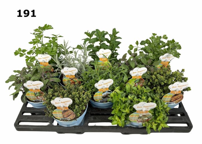 Kruiden 12 cm gemengd in floratino fust, D 12
