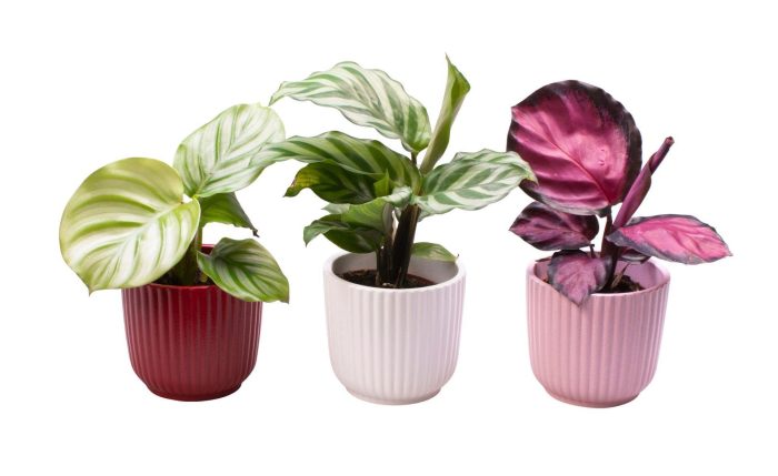 L 65596 with Calathea Mix, D 6