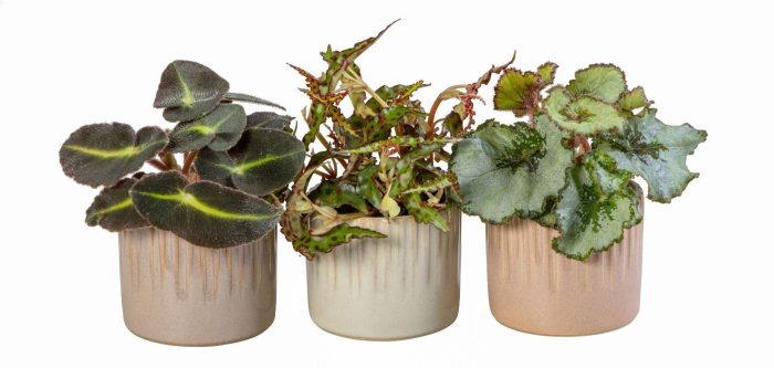 L 66020 With Begonia Mix 6 cm, D 6