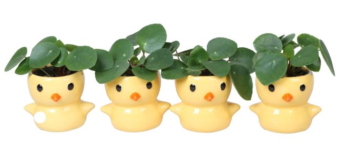 L 67168 With Pilea Peperomides 6 cm, D 6