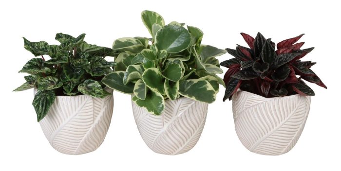 L 67326 with Peperomia Mix 12 cm, D 12