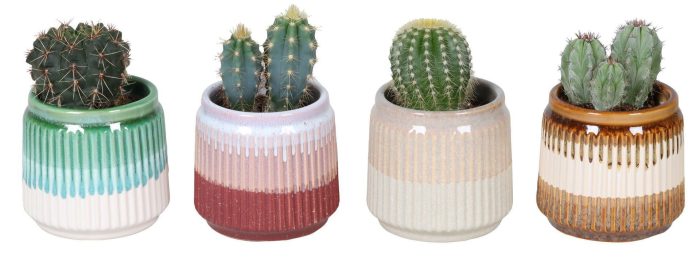 L 67376 With Cactus Mix 6 cm, D 6