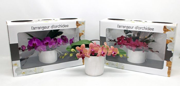 L'arrangeur D'orchidee Gemengd (GROEN), D 12