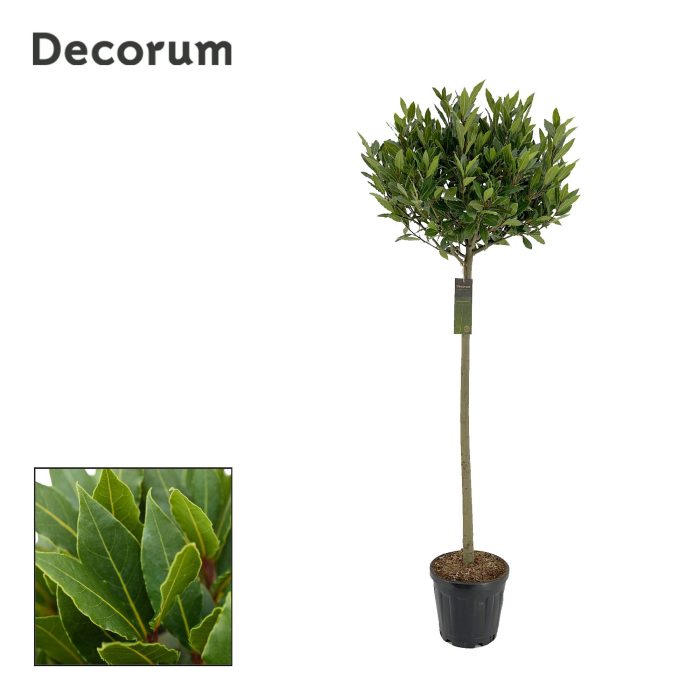 Laurus nobilis Bol op stam, D 25