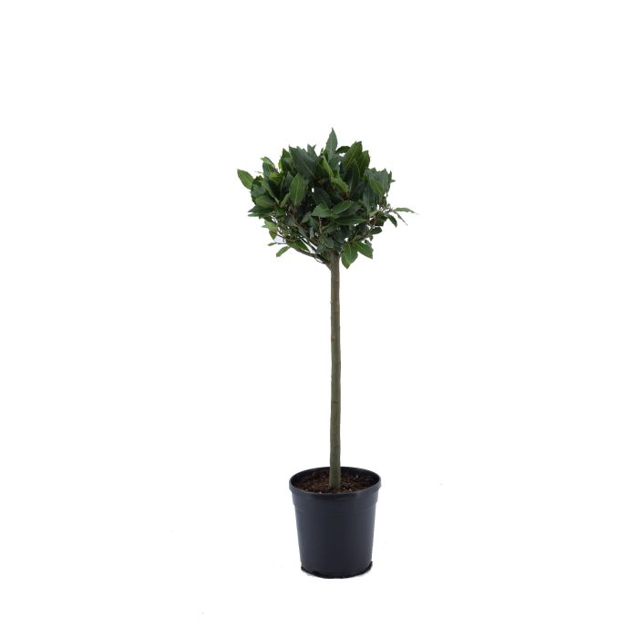 Laurus nobilis Bol op stam, D 20