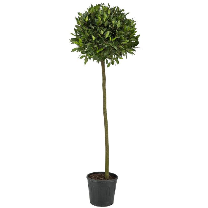 Laurus nobilis Bol op stam, D 30