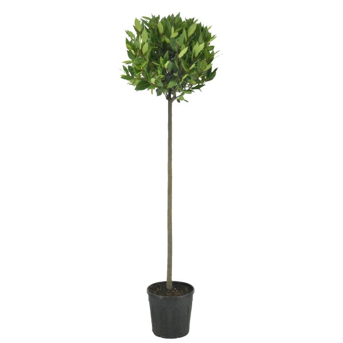 Laurus nobilis Bol op stam, D 25