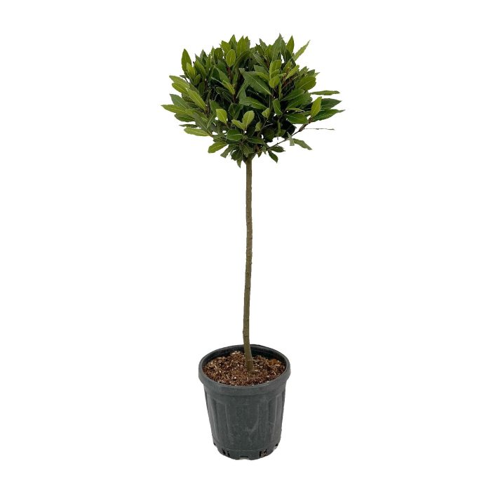 Laurus nobilis Bol op stam, D 25
