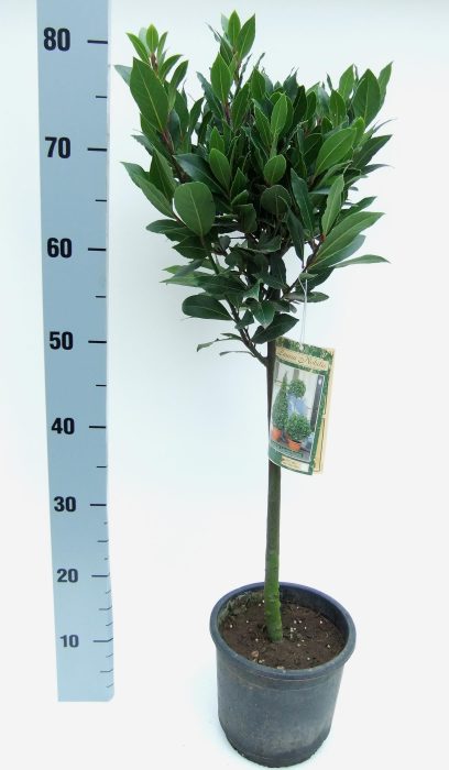 Laurus nobilis Bol op stam D25, D 17