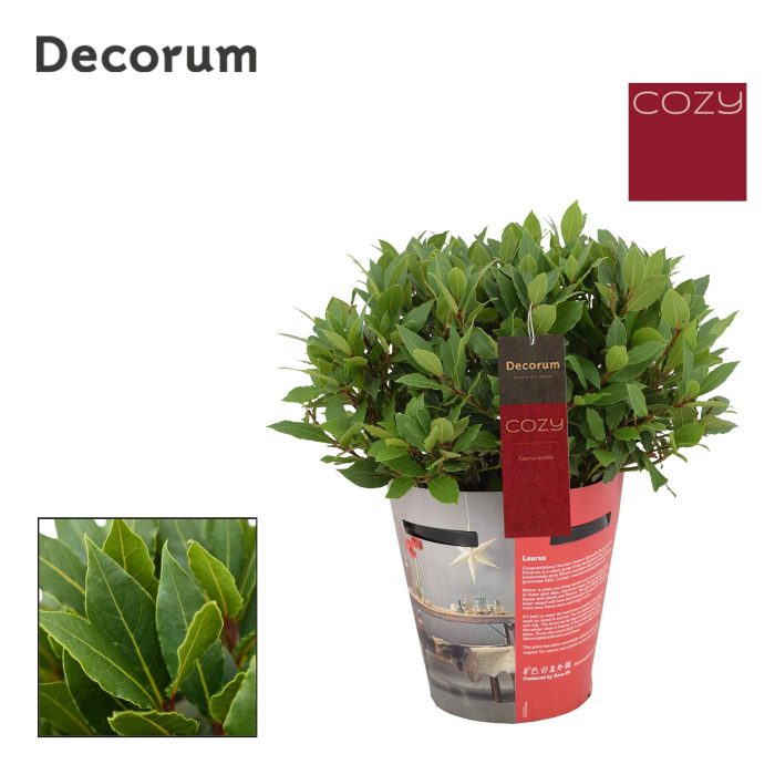Laurus nobilis Bol zonder stam Cozy, D 20