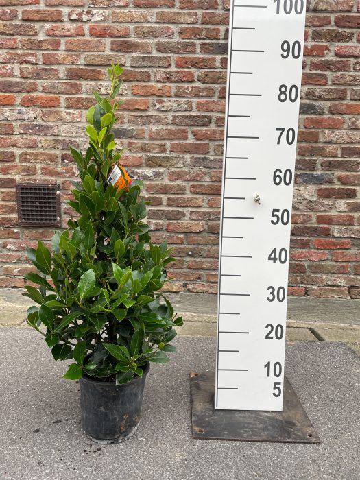 LAURUS NOBILIS PYRAMIDE 70 CM P16, D 16