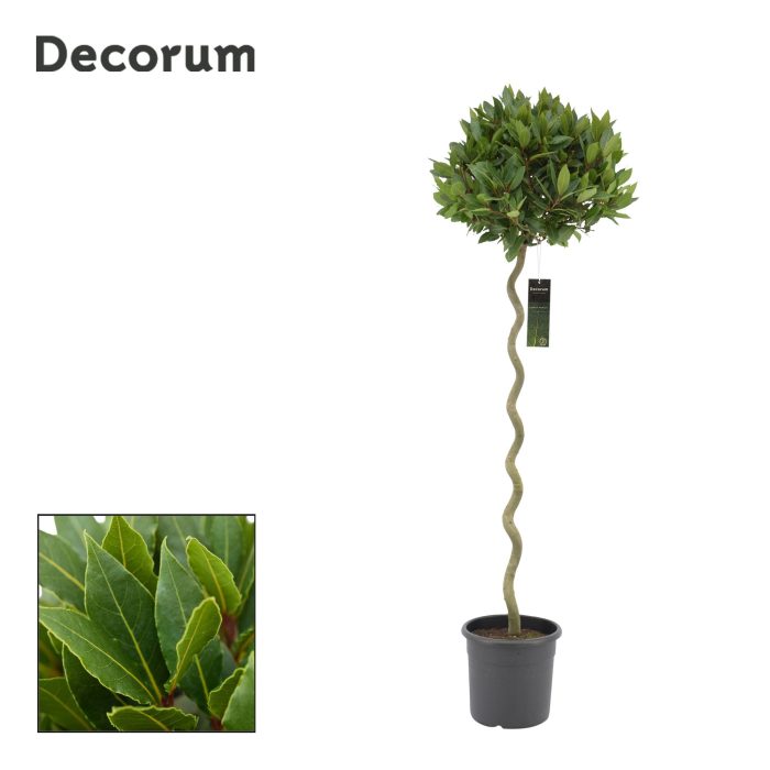 Laurus nobilis Spiraal stam, D 25