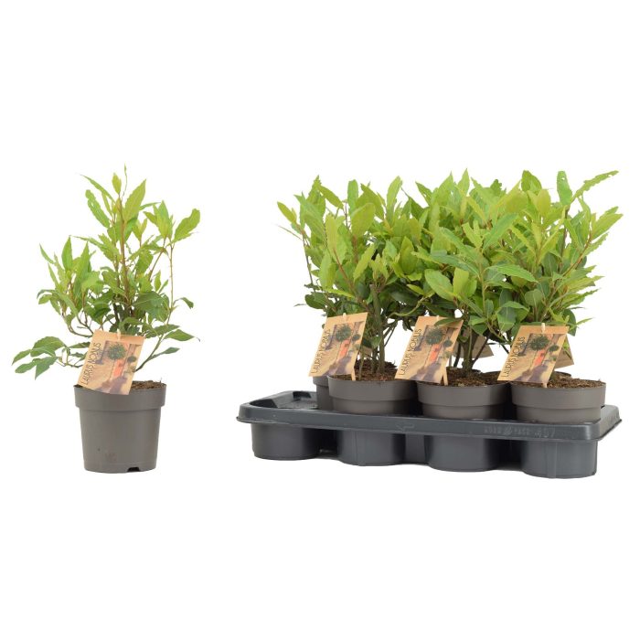 Laurus nobilis Struik, D 14