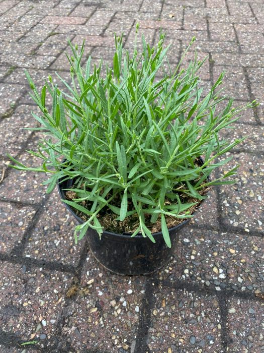 Lavandula angustifolia essence, D 19
