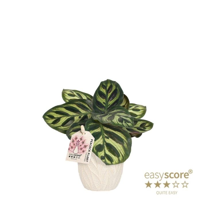Leaf Sand, Calathea makoyana, D 7