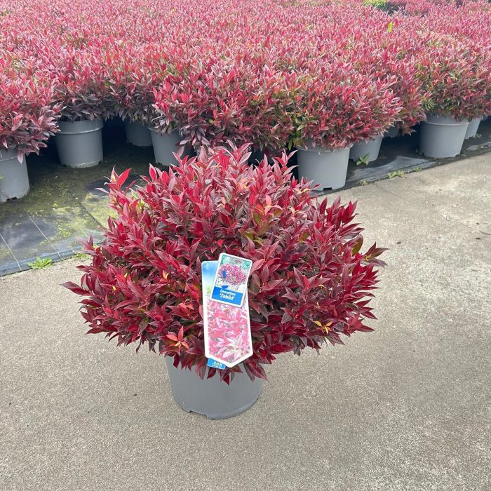Leucothoe 'Zeblid', D 32