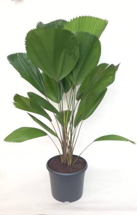 Licuala Grandis 29 cm, D 29