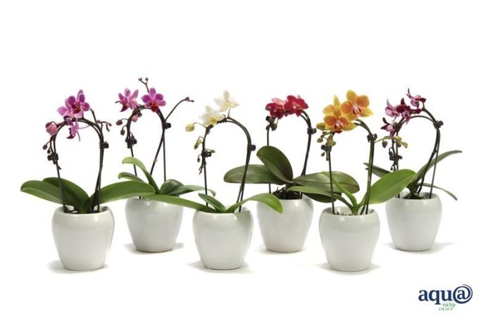 Lisa p06 bolpot white Phal Tiny Dolls cascade mix 1T07+ Aqu@, D 6