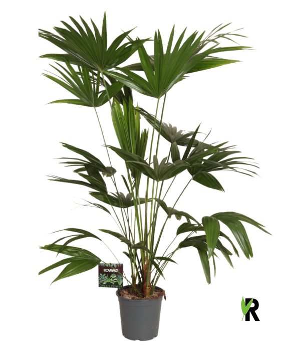 Livistona chinensis 3 pp, D 24