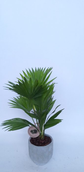 Livistona in Pot Dave cool grey D14, D 15
