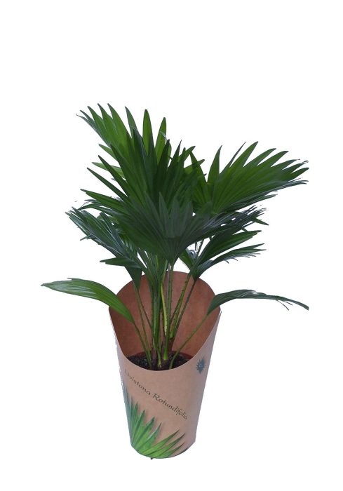 Livistona in potcover, D 14