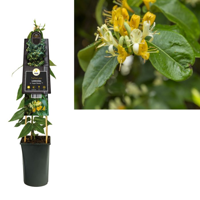 Lonicera h. 'Copper Beauty' PBR +3.0 label, D 17
