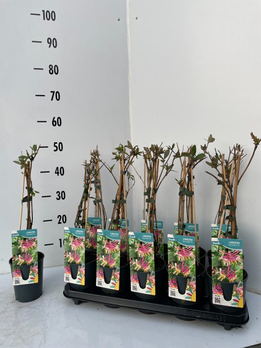 Lonicera heckrottii, D 12