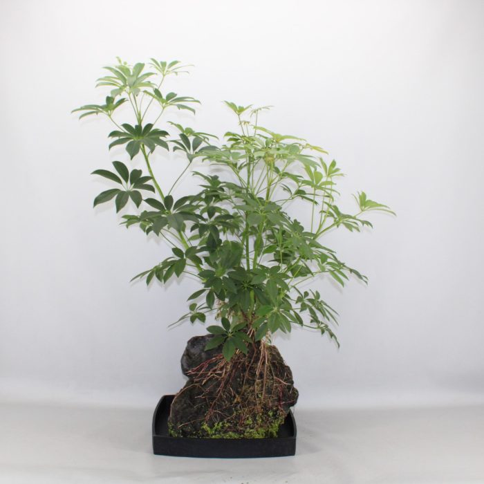 Lova XXL - Schefflera Arboricola, D 40