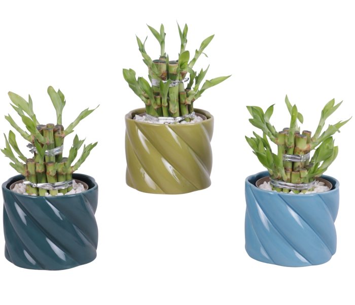 Lucky Bamboo Shape Round 2S Ø11cm Ceramic FB674, D 11
