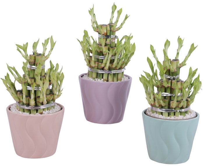 Lucky Bamboo Shape Round 3B Ø14cm Ceramic SE662, D 14