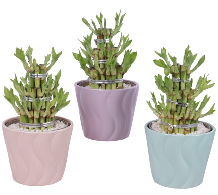 Lucky Bamboo Shape Round 3S Ø14cm Ceramic SE662, D 14
