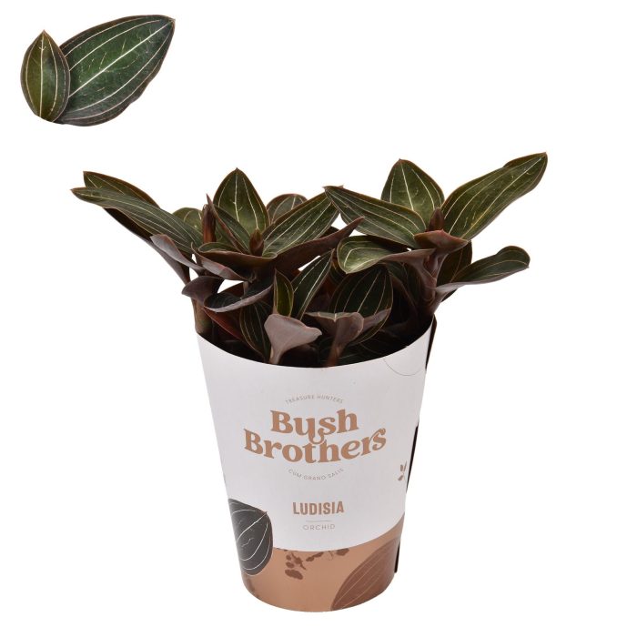 Ludisia 9 cm, D 9