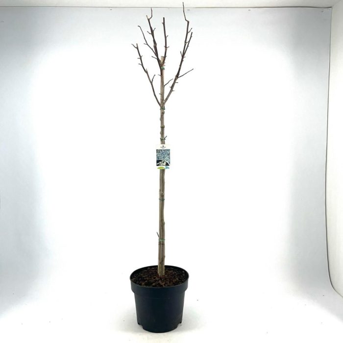 Magnolia kobus, bol, D 28