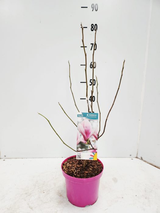magnolia soulangeana, D 19