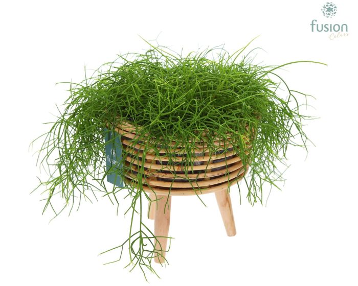 Mand rattan spiraal Hori natural op poten, D 23