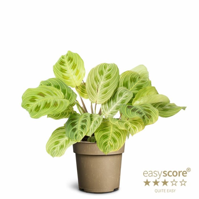 MARANTA LEUCONEURA 'Golden Vein', D 11