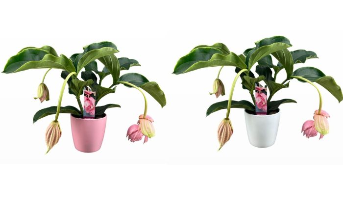 Medinilla Magnifica 2 etage 3/4 knop in mix keramiek, D 19