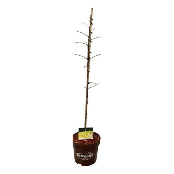 Metasequoia gl. 'Amber Glow' PBR, D 26