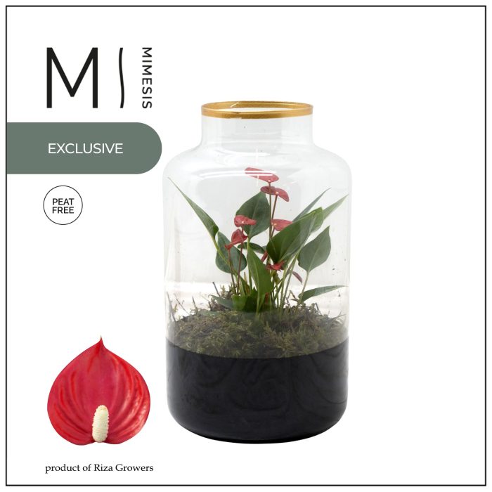 Mimesis Anthurium KARMA Million Flower - Raven, D 14