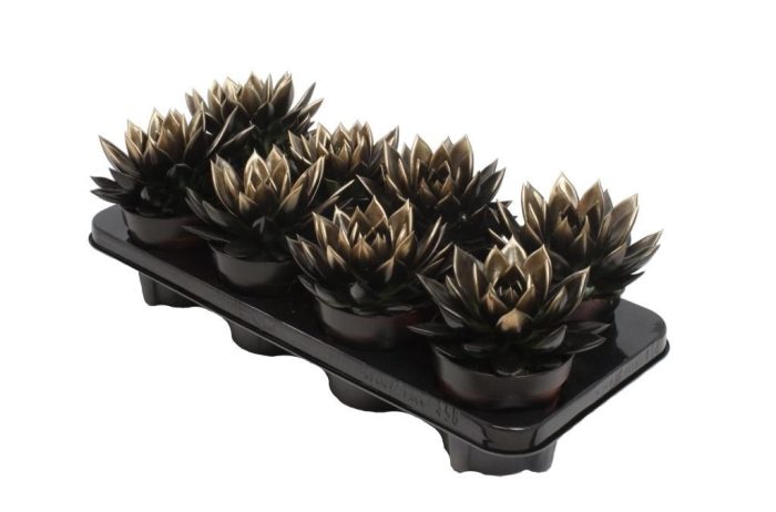 Miranda bicoloured black/gold, D 12