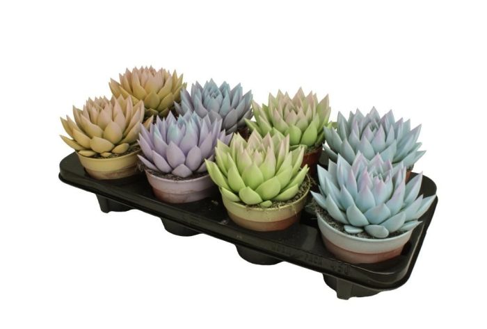 Miranda bicoloured pastel mix, D 12