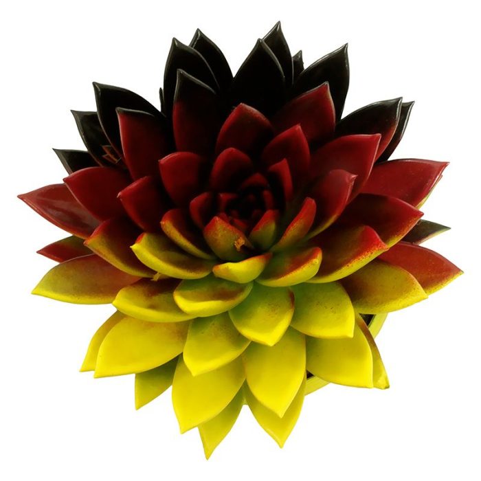 Miranda coloured flag Germany, D 12