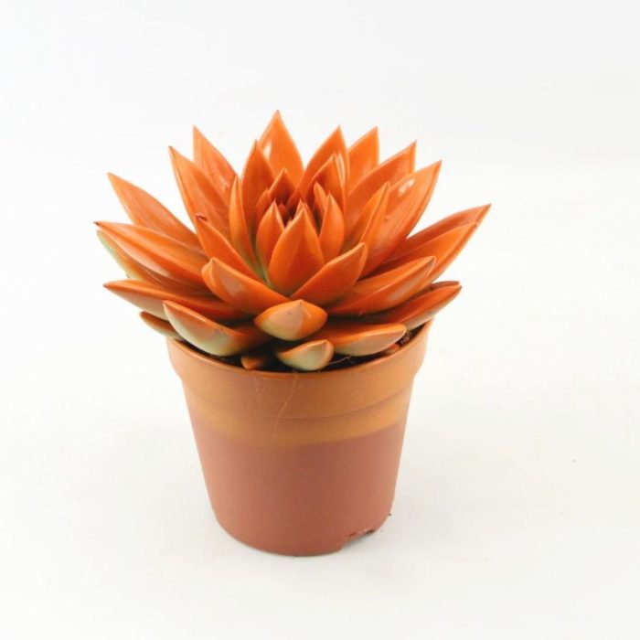 Miranda coloured orange, D 12