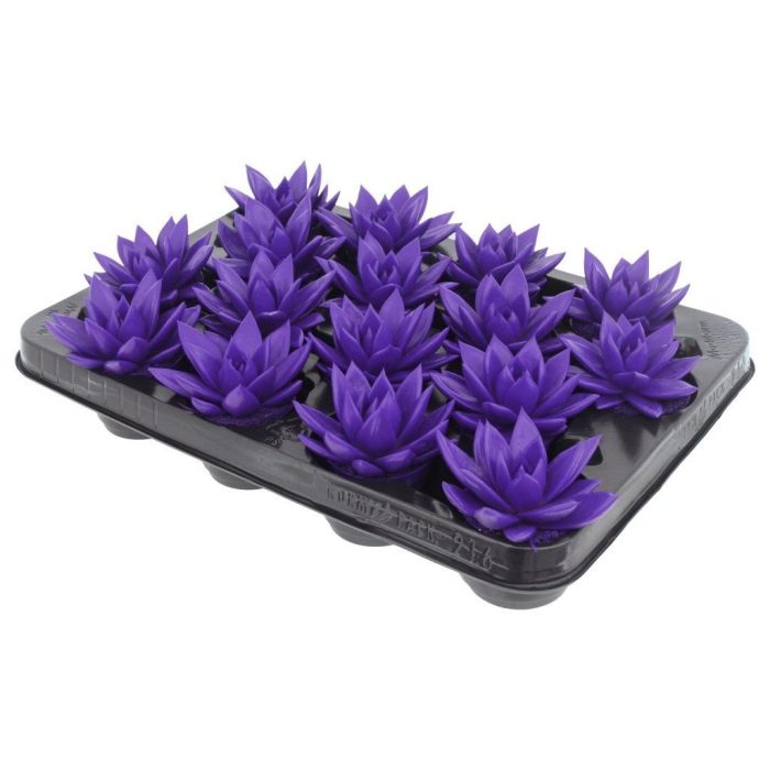 Miranda coloured purple, D 6