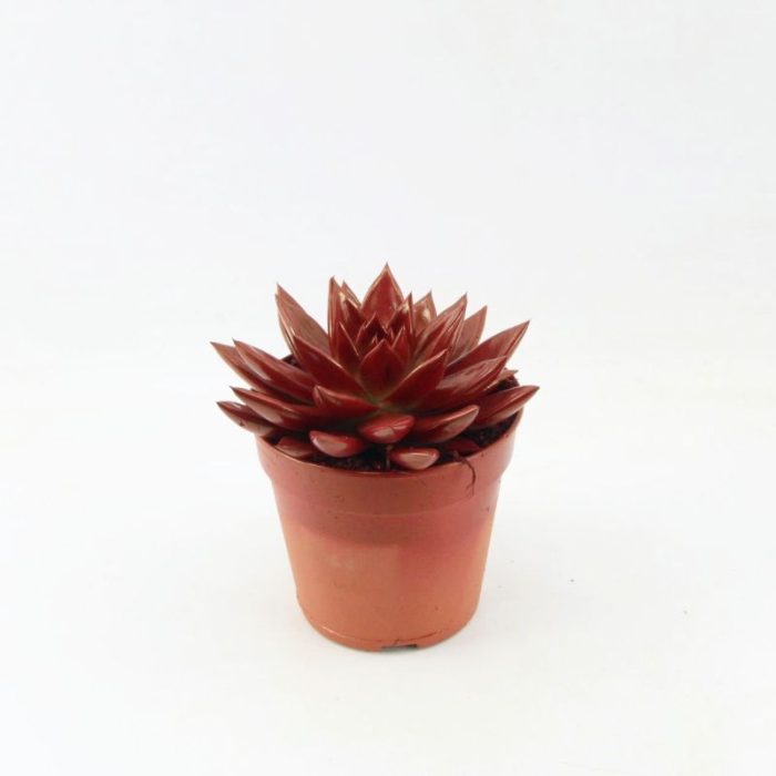 Miranda coloured red, D 12