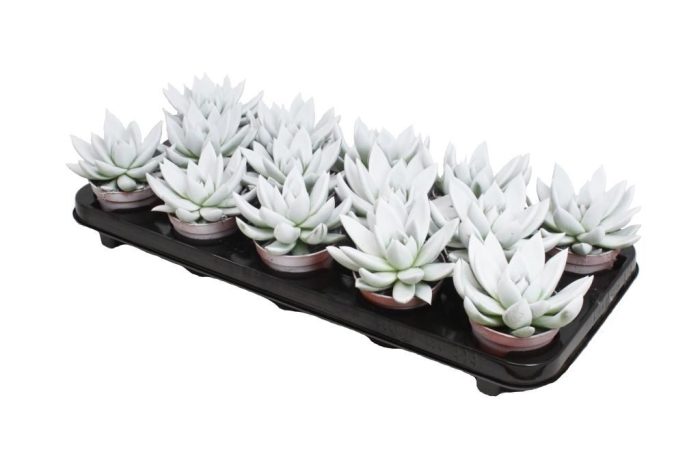 Miranda coloured white, D 8,5